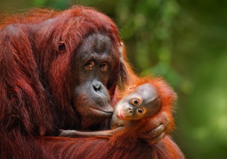 viaje borneo orangutanes