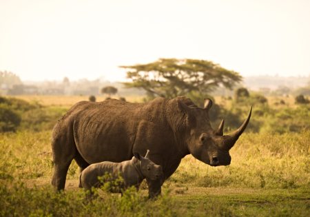 viaje safari tanzania