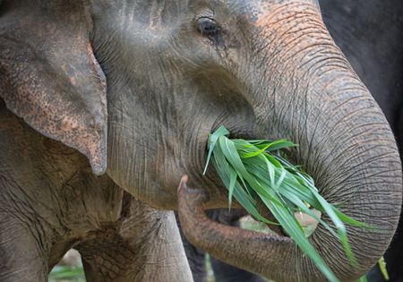 comida elefantes tailandia