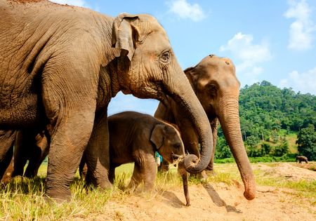 elefantes conservacion borneo